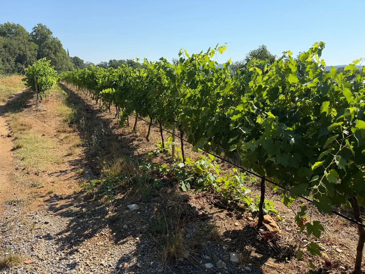 Chemin bordé de vignes sous le soleil ardéchois